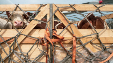 Bandırma'da Sığır Krizi: T&uuml;rkiye 'Usuls&uuml;zl&uuml;k', Uruguay 'Anlaşmazlık' Diyor