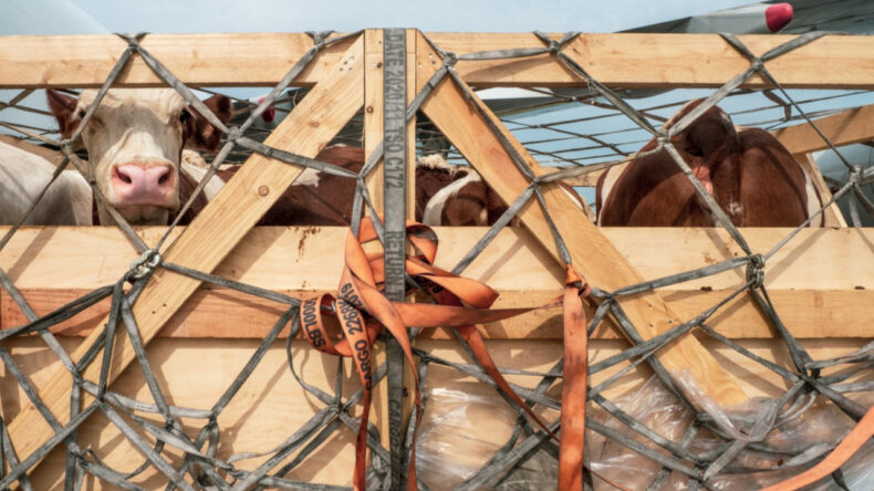 Bandırma'da Sığır Krizi: Türkiye 'Usulsüzlük', Uruguay 'Anlaşmazlık' Diyor