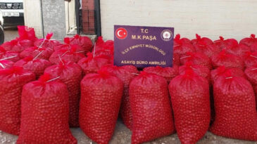 Bandırma'dan &Ccedil;alınan Cevizler Bursa'da Yakalandı