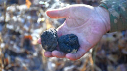 Bayburt’ta Keşfedildi: "Ormanların Kara Elması" Olarak Biliniyor