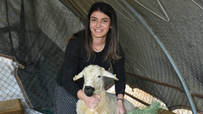 Besiciliğe Başlayan Mühendis 3 Yılda 250 Koyuna Ulaştı