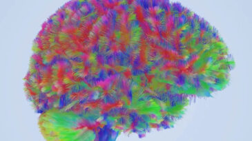 Bilim İnsanları İnsan Beyninin Gelişimini Haritalandırdı: İşte D&ouml;rt Kritik Yaş