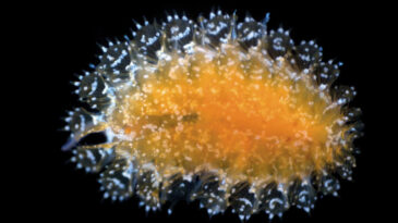 Bilim İnsanları Okyanuslarda 14 Yeni Tür Keşfetti