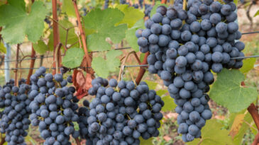 Bilim İnsanlarından Uyarı: Son Teknoloji Üç Tarım Ürününü Kurtaramayabilir