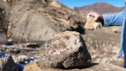 Bing&ouml;l'de 50 Milyon Yıllık Fosil Buluntuları Keşfedildi