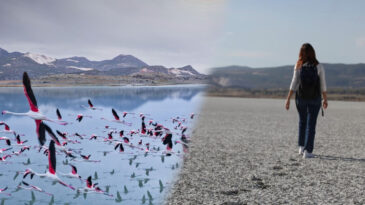Bir Zamanlar Binlerce Flamingo Vardı&hellip; Şimdi Sadece Ayak İzi Kaldı