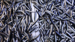 BM Uyardı: Karadeniz ve Akdeniz'in Balık Stokunda Alarm Zilleri &Ccedil;alıyor