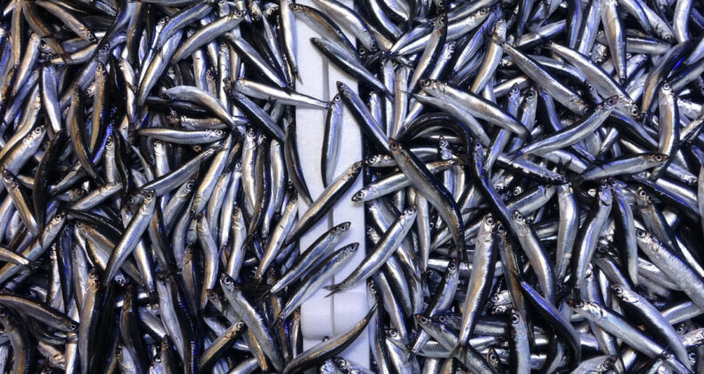 BM Uyardı: Karadeniz ve Akdeniz'in Balık Stokunda Alarm Zilleri &Ccedil;alıyor