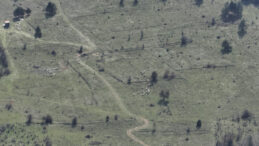 Bolu'da Kaybolan K&uuml;&ccedil;&uuml;kbaş Hayvanlar Dron ile Bulundu