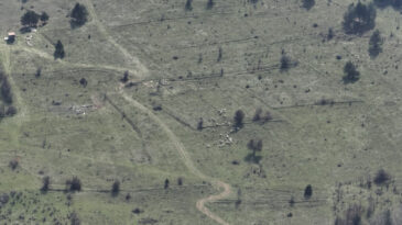 Bolu'da Kaybolan K&uuml;&ccedil;&uuml;kbaş Hayvanlar Dron ile Bulundu