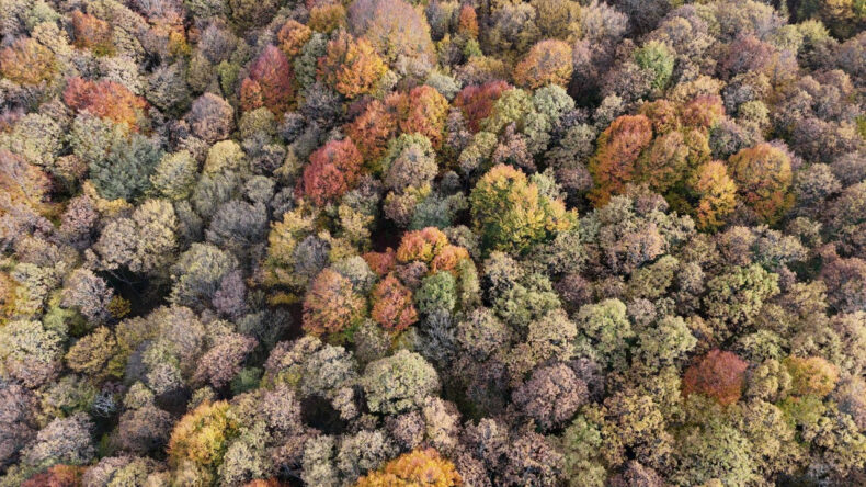 Bolu'da Sonbahar: Ormanlarda Kartpostallık Görüntüler