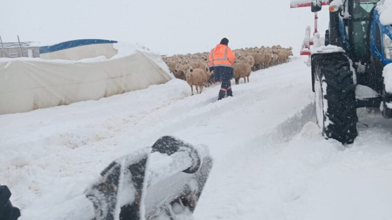 Çadırın Üzerinde Biriken Kar Nedeniyle 8 Koyun Hayatını Kaybetti