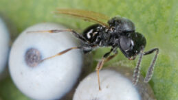 Çanakkale'de Kahverengi Kokarca ile Samuray Arıları Savaşacak