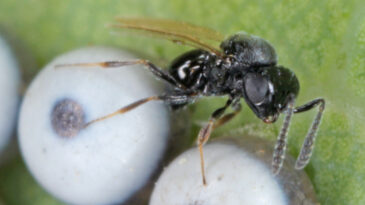 &Ccedil;anakkale'de Kahverengi Kokarca ile Samuray Arıları Savaşacak