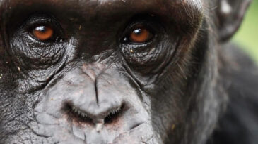 Çarpıcı Araştırma: Şempanzeler İnançlarını Kanıtlara Göre Değiştirebiliyor