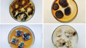 &Ccedil;ernobil'de Keşfedilen Gizemli Mantar: Radyasyonu 'T&uuml;ketiyor'