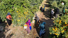 İş&ccedil;i 'paydos' dedi, mandalina fiyatları d&uuml;şt&uuml;