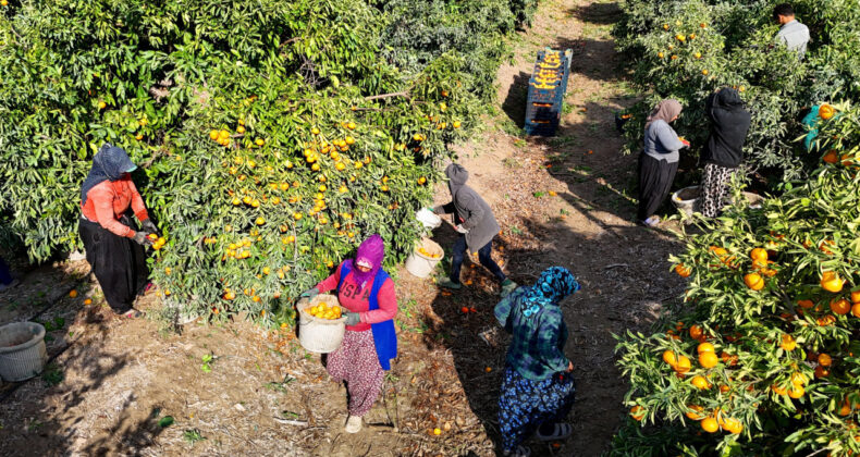 İşçi 'paydos' dedi, mandalina fiyatları düştü