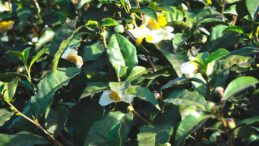 &Ccedil;i&ccedil;ekten &Ccedil;ay &Uuml;retimi: Kilosu 6 Bin TL