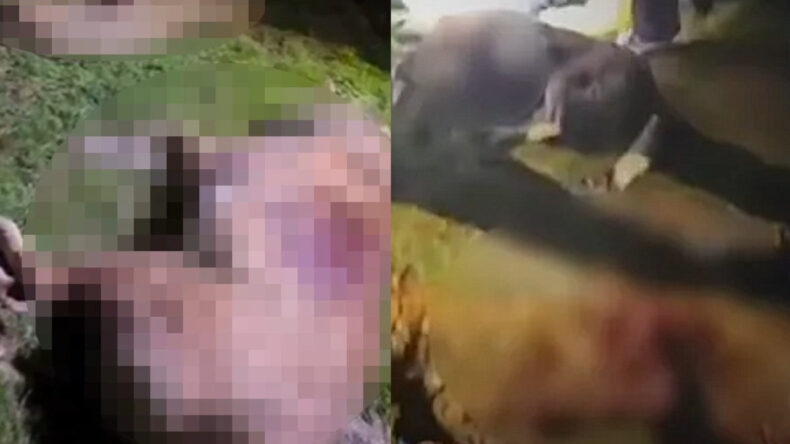 Çöp Konteynerinde 9 Ölü Köpek Bulundu
