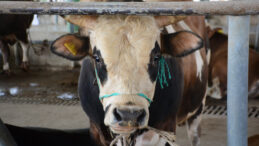 Deli Dana Hastalığının Belirtileri Neler? Uzmanından Açıklamalar