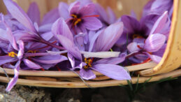 Denemek i&ccedil;in ekti, d&uuml;nyanın en pahalı baharatını yetiştirdi