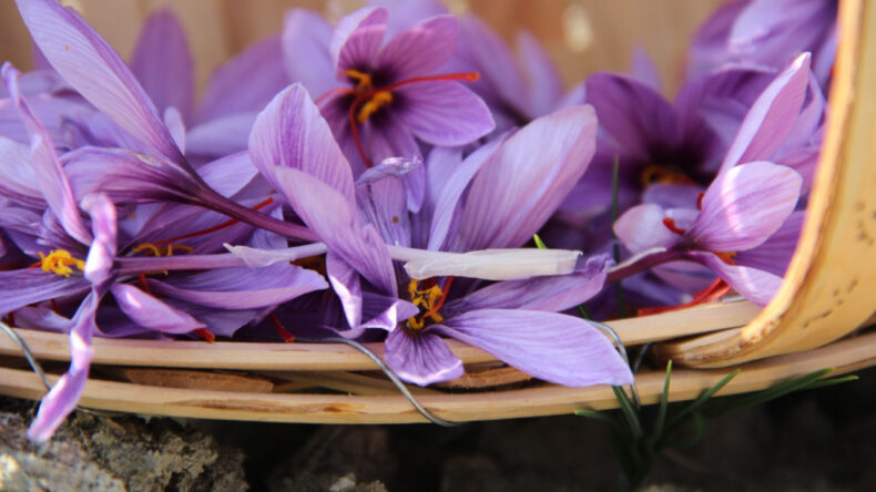 Denemek için ekti, dünyanın en pahalı baharatını yetiştirdi