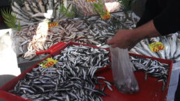 Deniz Yok, Balık Var: Kilosu 100 Liraya D&uuml;ş&uuml;ş G&ouml;sterdi