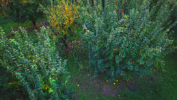 Dert yandı: Her sene 35 TL'ydi, bu yıl 150 TL oldu