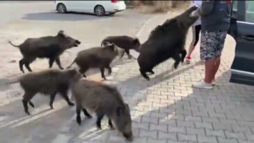 Domuz &Ccedil;iftliği Değil, Kuşadası