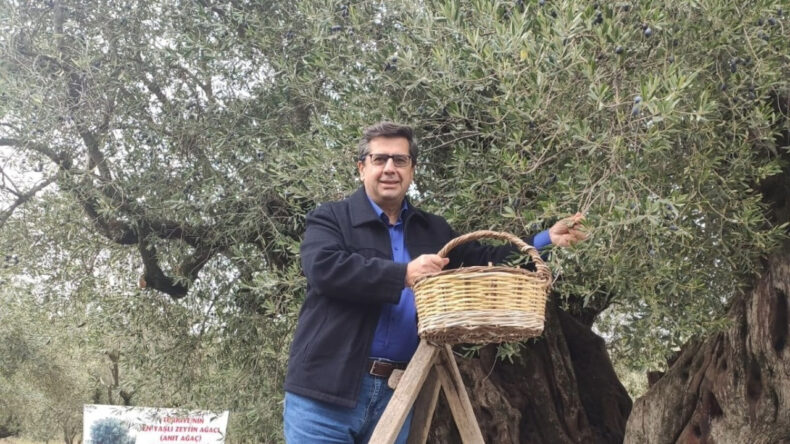 Dünya Zeytin Günü Manisalı çiftçiler için buruk geçti