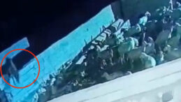 Duvardan Aşan Kurt, Ağıldaki Koyunu Avladı