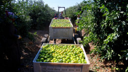 En &Ccedil;ok Mandalina T&uuml;ketimi Ekim Ayında Ger&ccedil;ekleşti