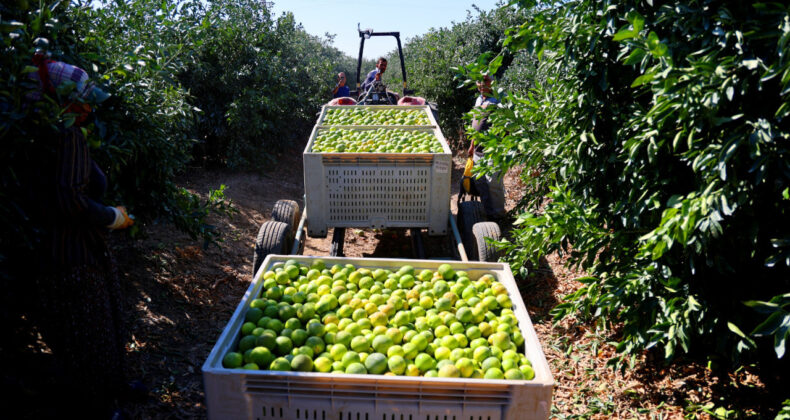 En &Ccedil;ok Mandalina T&uuml;ketimi Ekim Ayında Ger&ccedil;ekleşti