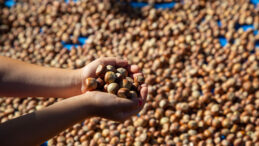 Fındık alımını durduran Ferrero'ya Rekabet Kurumu'ndan uyarı