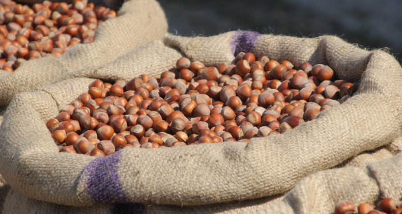 Fındık Üreticilerinden Ferrero'ya Manipülasyon Tepkisi