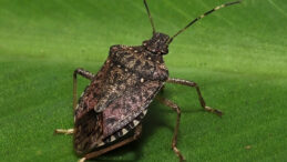 Fındıkta Kahverengi Kokarca Zararı Artmaya Devam Ediyor