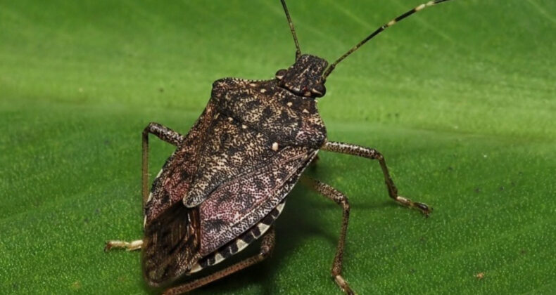 Fındıkta Kahverengi Kokarca Zararı Artmaya Devam Ediyor