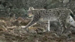 Hakkari’de Ender Rastlanan Vaşak Görüntülendi