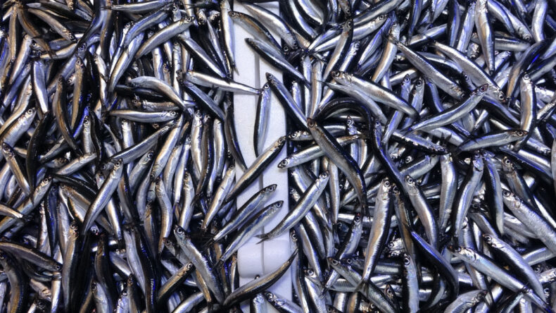 Hamsi Azalıyor, Fiyatlar Yeniden Yükselmeye Devam Ediyor