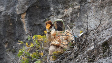 Hasadı İ&ccedil;in Uzun Yollar Kat Ediyorlar! Şifa Amacıyla Toplanan Kaya Balı 7 Bin TL'den Satılıyor