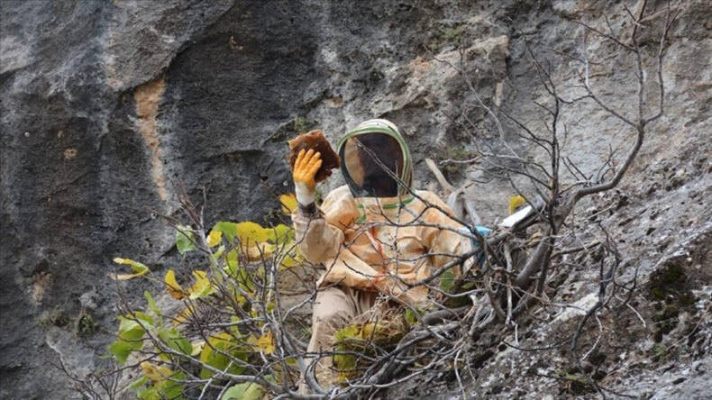 Hasadı İ&ccedil;in Uzun Yollar Kat Ediyorlar! Şifa Amacıyla Toplanan Kaya Balı 7 Bin TL'den Satılıyor