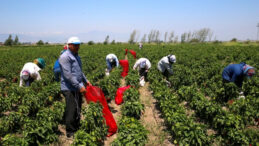 Hasat Devam Ediyor: Kilosu 15 TL