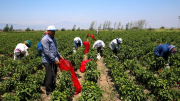 Hasat Devam Ediyor: Kilosu 15 TL