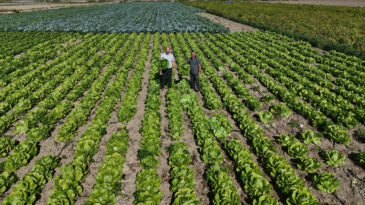 Hasat Erken Başladı: Tarlada 25 TL, Manavda 70 TL