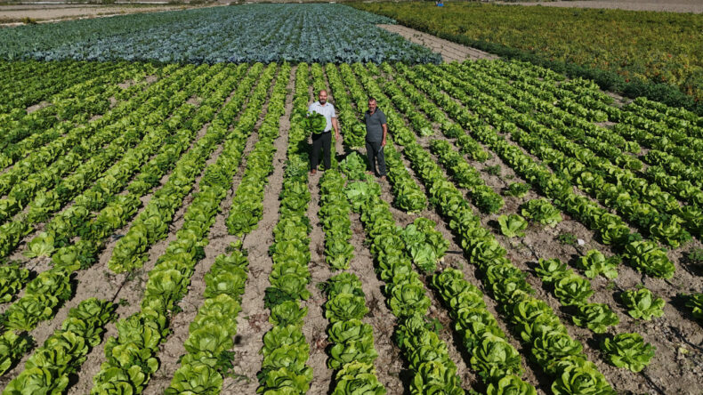 Hasat Erken Başladı: Tarlada 25 TL, Manavda 70 TL