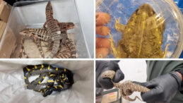 Havaalanında Şaşırtıcı Operasyon: Valizden Çıkanlar…