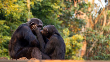 İlk &Ouml;p&uuml;şmenin İzini S&uuml;rd&uuml;ler, 21 Milyon Yıllık Ger&ccedil;eği Buldular