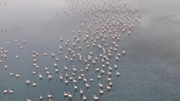 İran'daki G&ouml;l Kuruyunca T&uuml;rkiye'ye G&ouml;&ccedil; Başladı