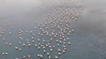 İran'daki G&ouml;l Kuruyunca T&uuml;rkiye'ye G&ouml;&ccedil; Başladı